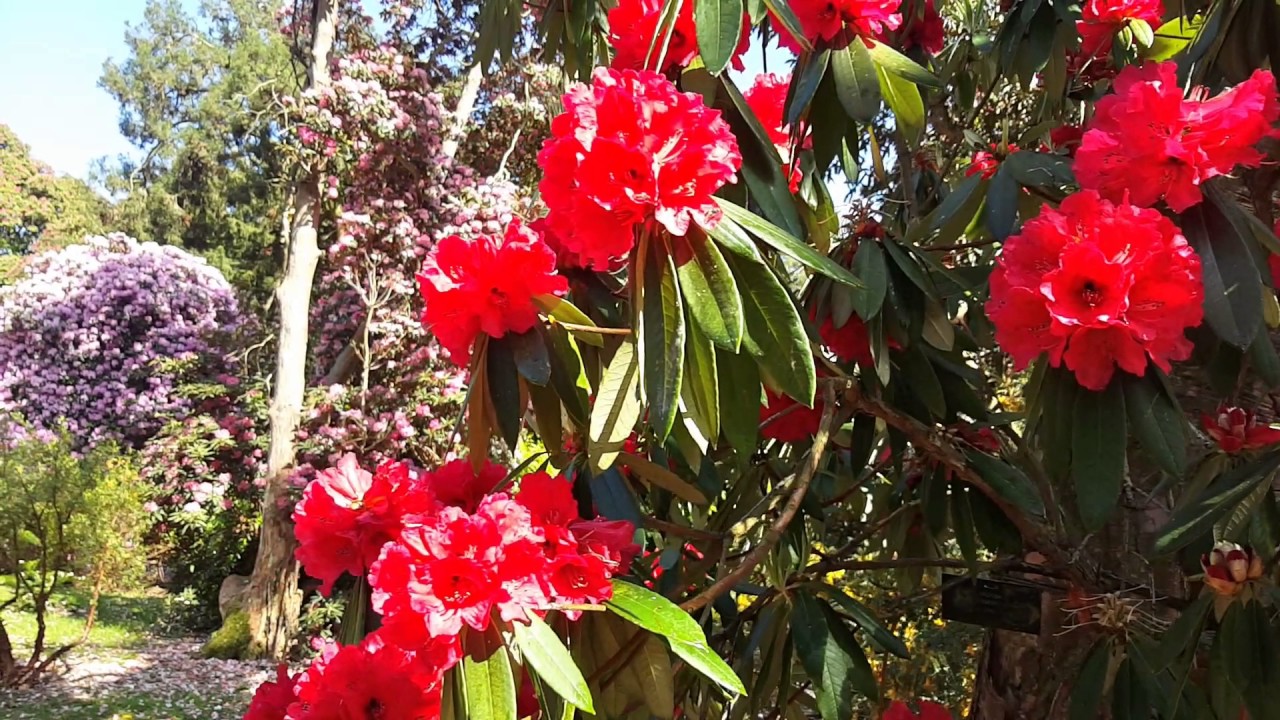 National Botanic Gardens @Kilmacurragh