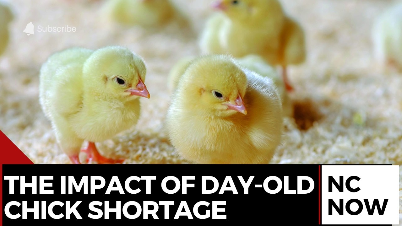 Poultry Farmers Raise Alarm Over Day-Old Chick Shortage