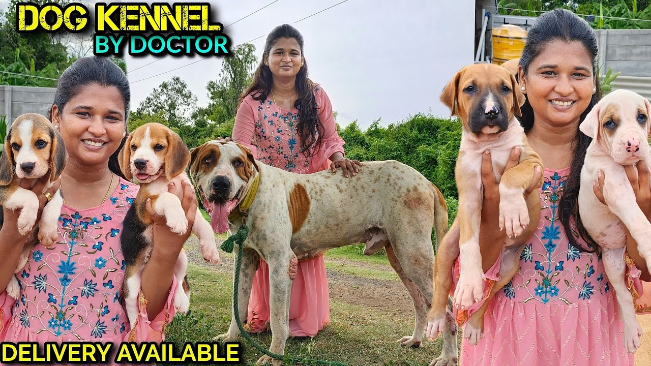 மிரட்டலான புல்லி குட்டா நாய் | Dog kennel | Dog for sale