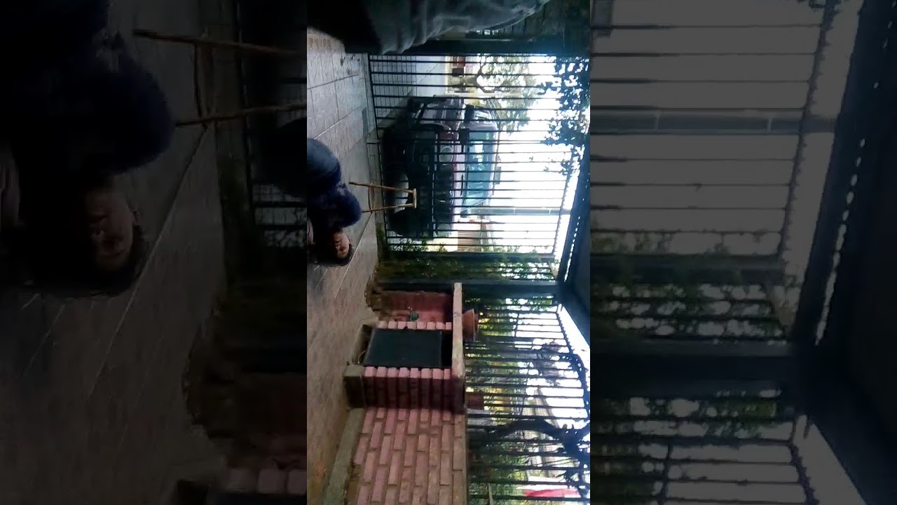 Sacrando a la maria