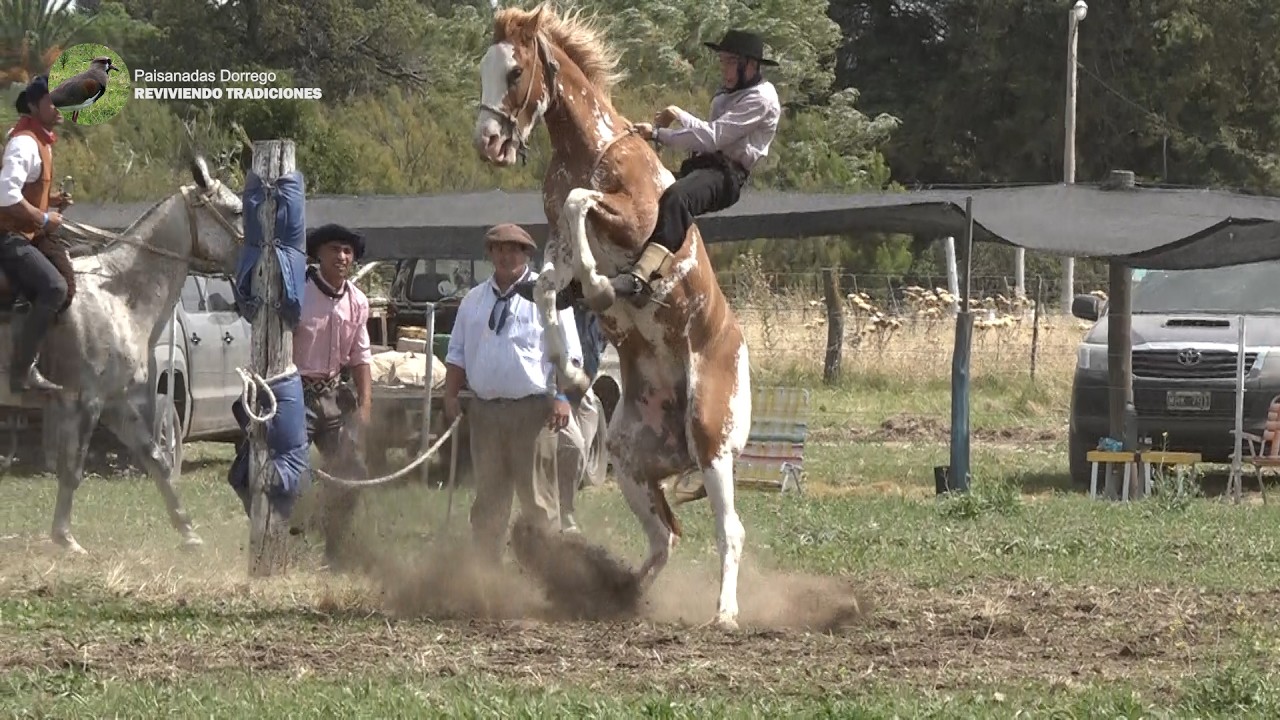 60 CABALLOS  CATEGOR&Iacute;AS: CRINA, GURUPA, Y BASTO Y ENCIMERA  REVIVIENDO JINETEADAS PARA COMPARTIR