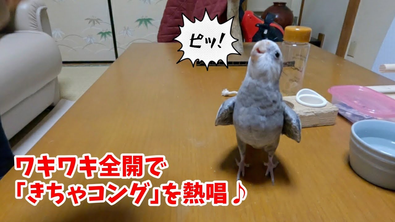 あたかもそんな歌があるかのように自作の歌を堂々と歌うオカメインコ