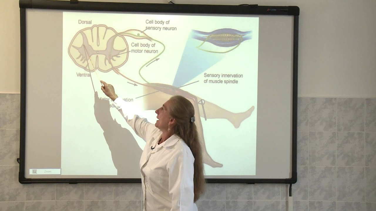Patella reflex