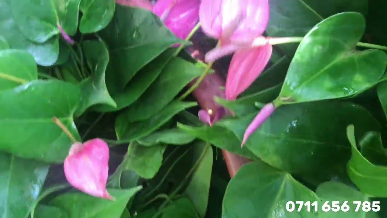 මෙන්න අනගි අවස්ථාවක් රු.300, රු 450, රු 700 සිට | Anthurium Plants | AlankaraPlants 0711656785