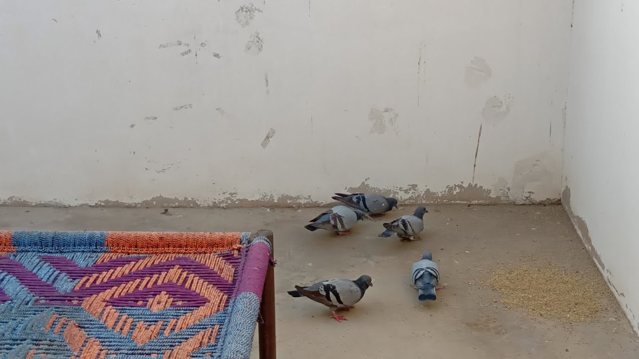New Series. S1 E19. Birds 🐦 🐦‍⬛ activity on our roof top Thursday 29.01.2026.