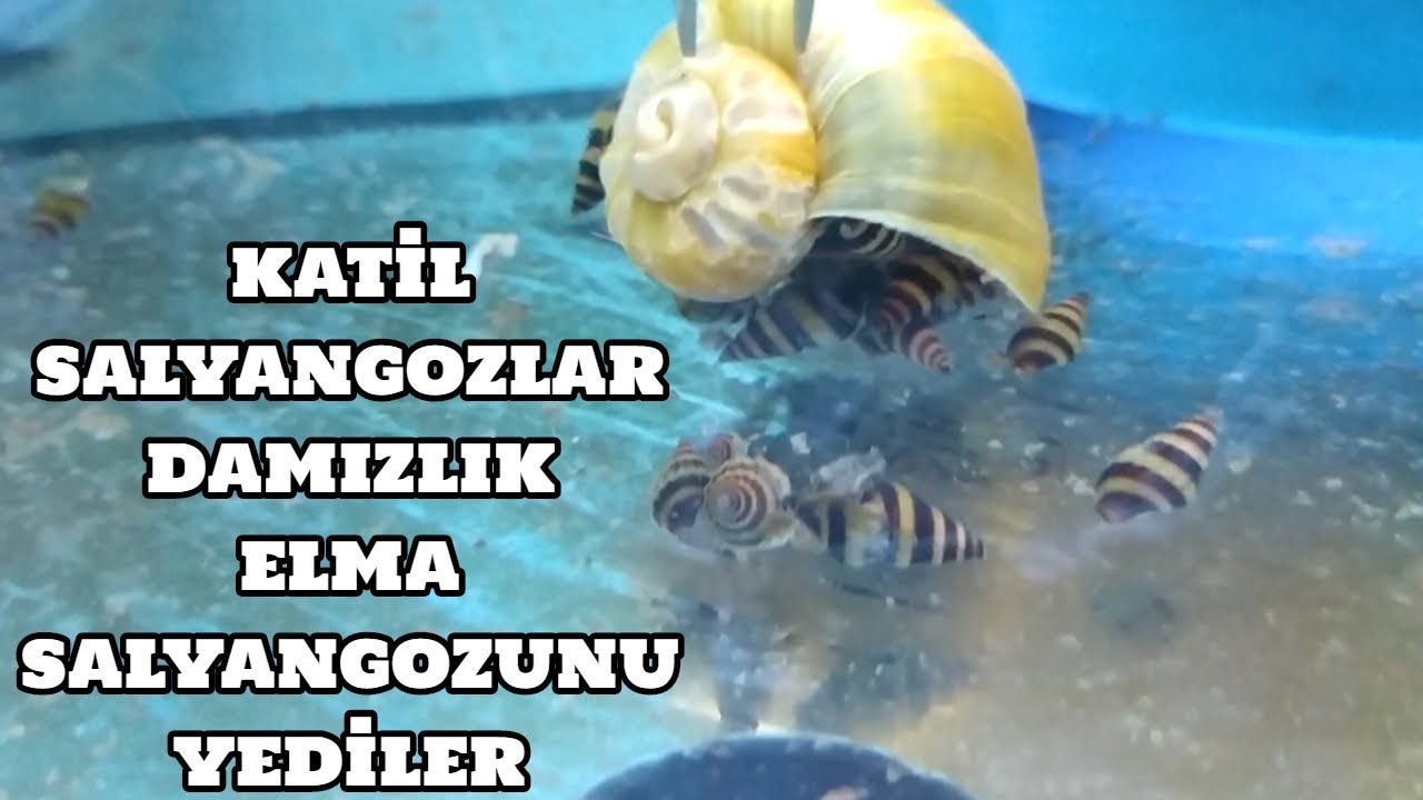 Börtü Böcek Vlog #11 (Katil Salyangozlar Damızlık Elma Salyangozu Yediler)