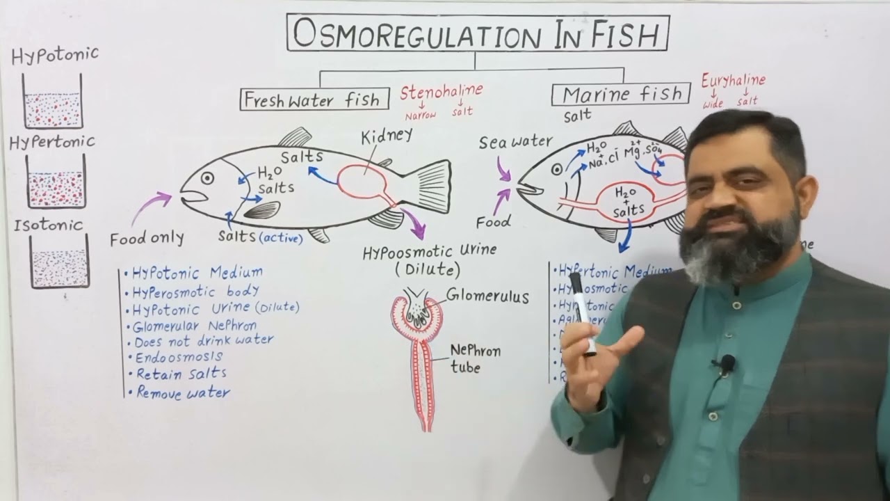 Osmoregulation in Fishes Urdu/Hindi medium @Prof. Masood Fuzail#osmoregulationinfish