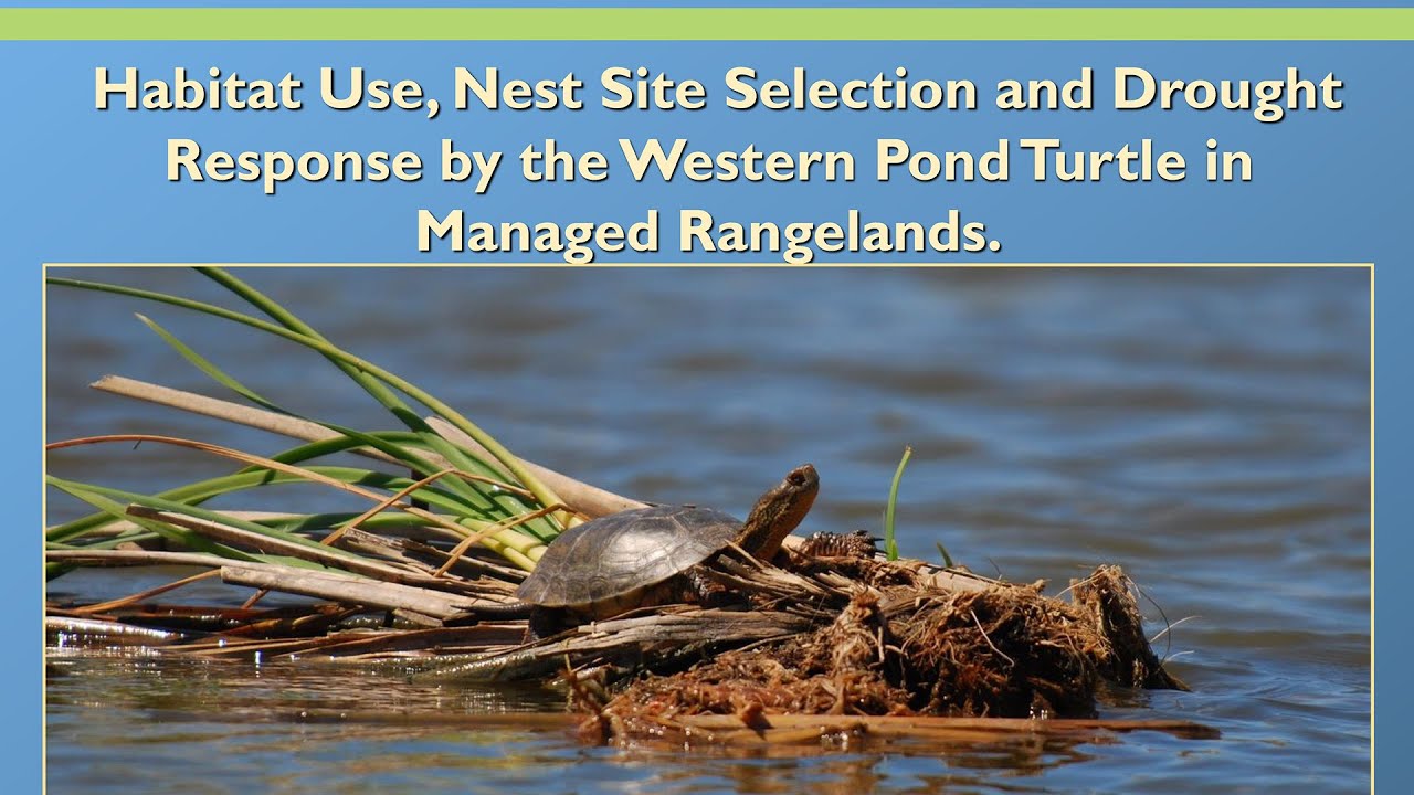 Habitat Use, Nest Site Selection, and Drought Response by Western Pond Turtles in Managed Rangelands