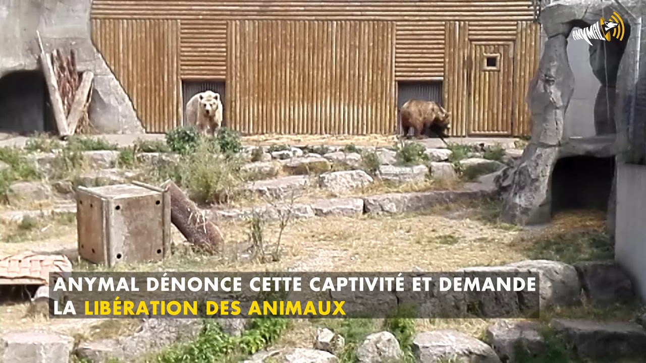 LES OURS KIWI ET DOMINIQUE QUI VIVENT L'ENFER PRÈS DE DUNKERQUE