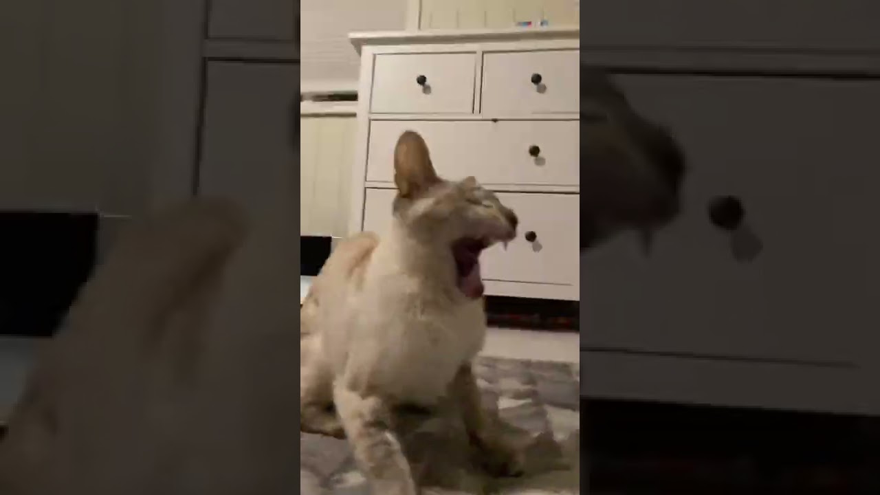 Our poor Cat started having a seizure