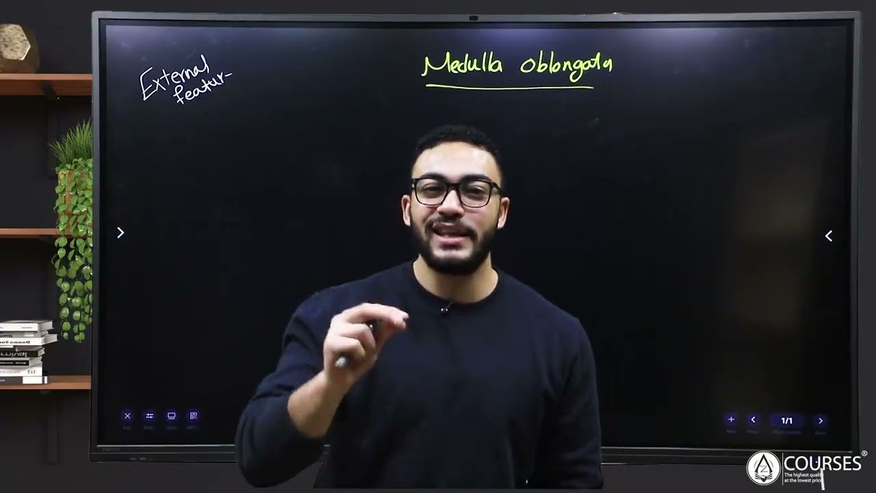 Medulla oblongata (External features)