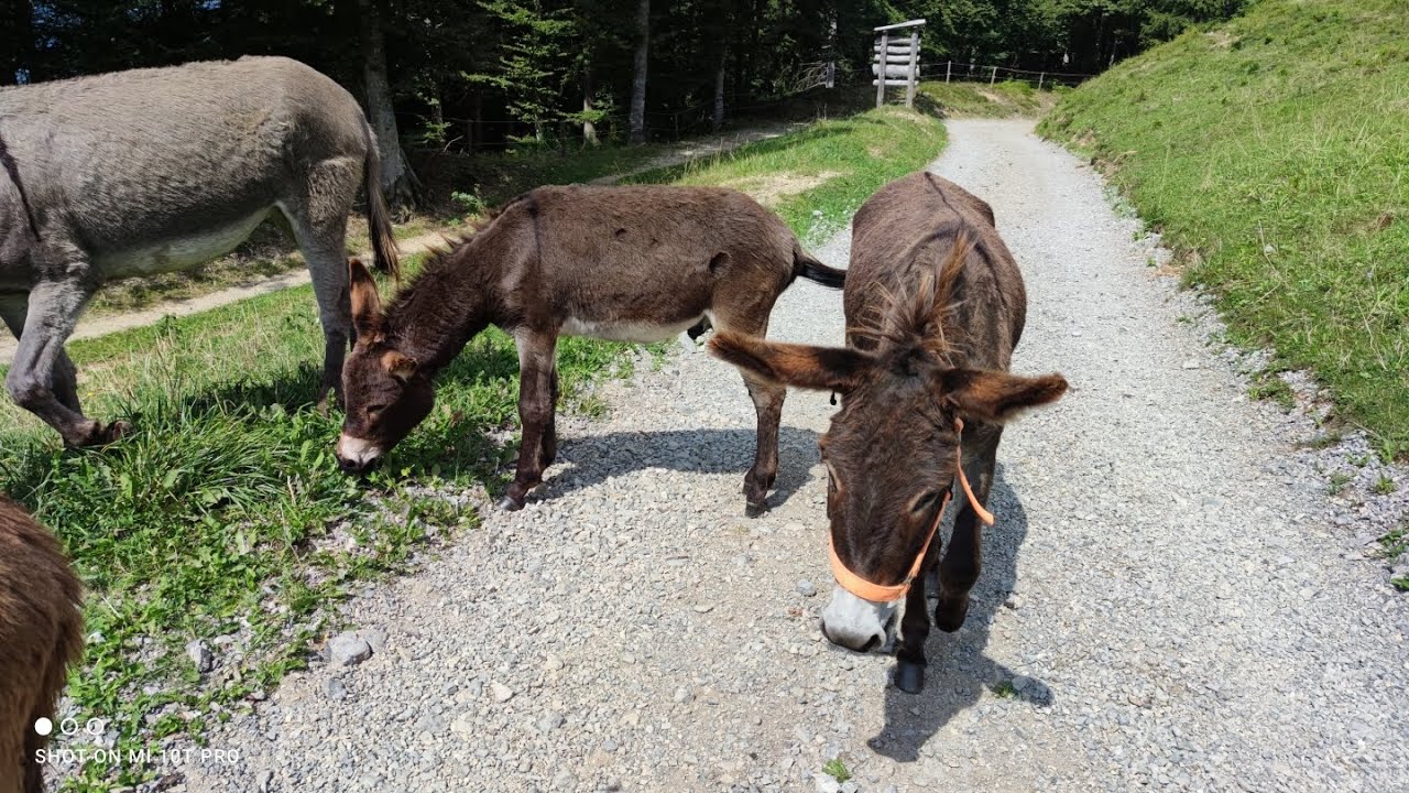Passo Daone e passo Durone (TN) 31 agosto e 1 settembre 2024