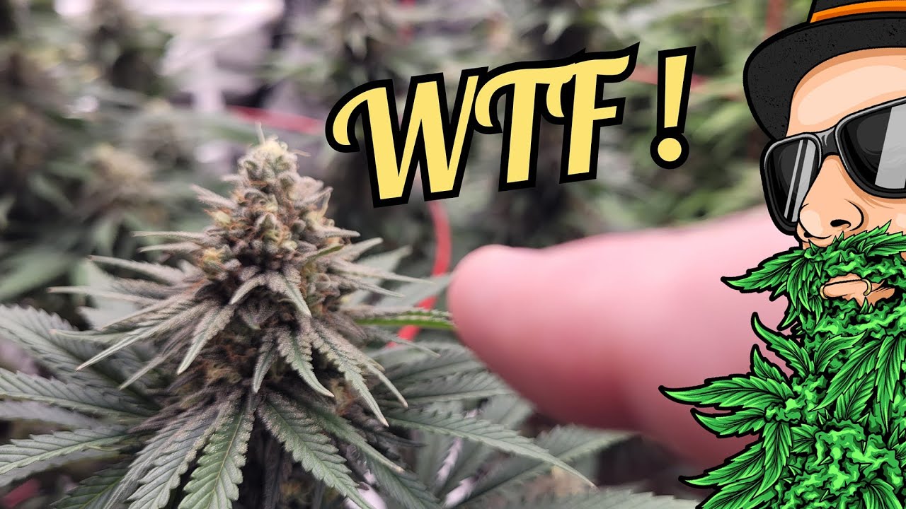 GROWGARAGE week 6 - WTF ... ALREADY ???