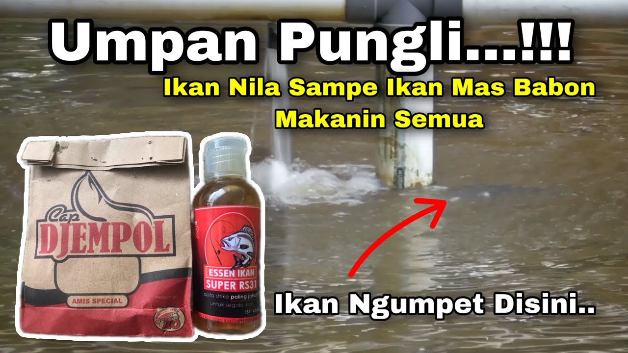 Umpan PUNGLI Bikin Geger Pemancingan | Essen Super RS31 | Umpan Gacor Simpel Ikan Mas