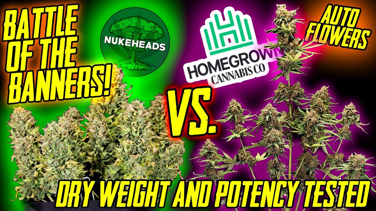 Battle Of The Banners! Homegrown Vs. Nukeheads! Dry Weight & Potency Tested!
