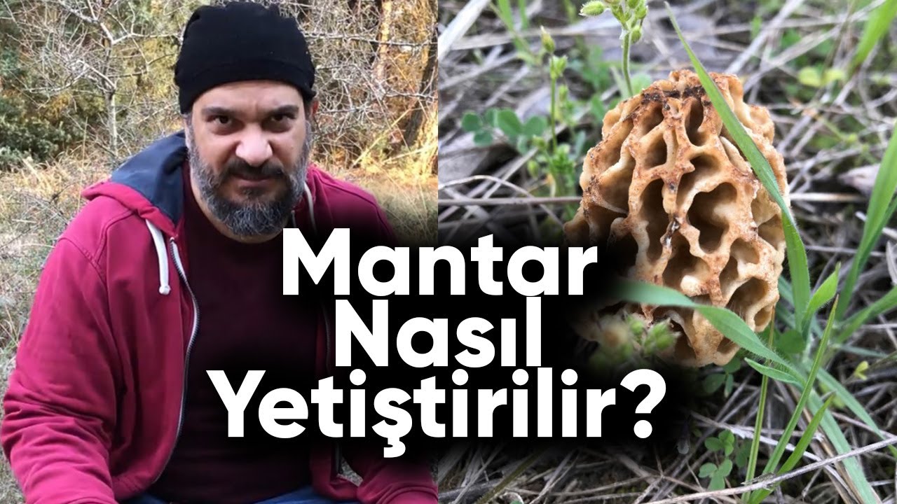 Kuzu Göbeği Mantarı Nasıl Yetiştirilir? Tüm Süreç Tek Videoda!