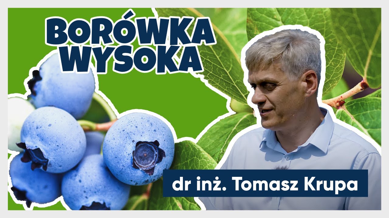 Borówka wysoka - wybór odmian, sadzenie i cięcie | e-pole w ogrodzie