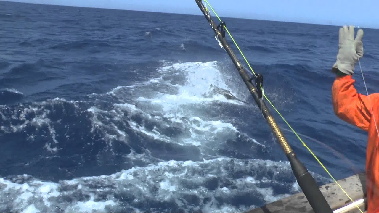 Blue marlin Cape Verde 2014 april
