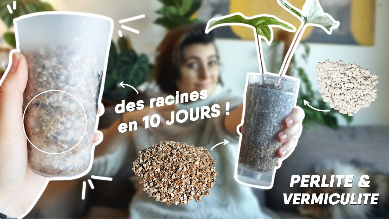 🌿😱 AVOIR DES RACINES EN 10 JOURS SUR VOS BOUTURES SPÉCIAL PERLITE VERMICULITE 😱🌿
