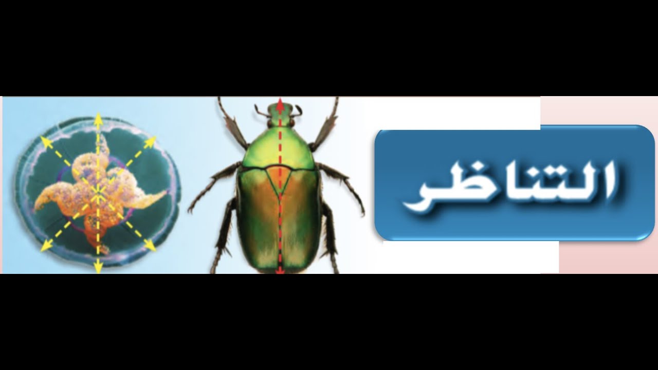 ‎⁩.   التناظر      العاشر المتقدم  والحادي عشر العام