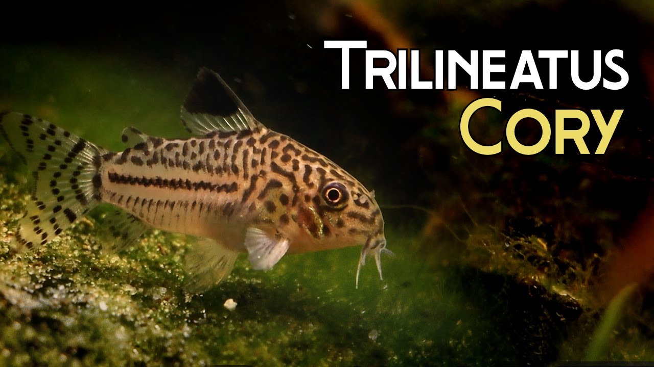 All About Trilineatus Corydoras - Or is it?