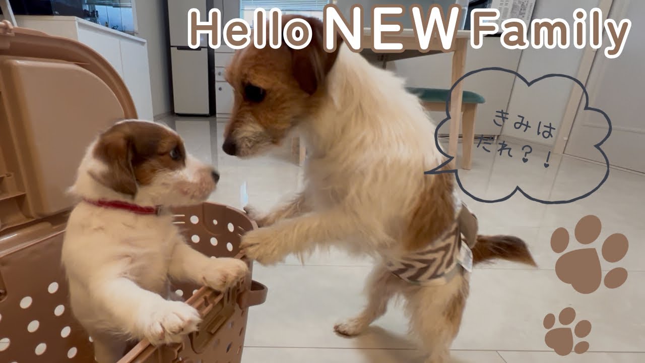 生後2ヶ月の子犬がきました