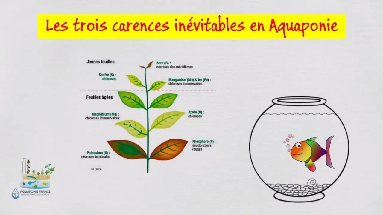 👩‍🎓 Les trois carences inévitables en aquaponie
