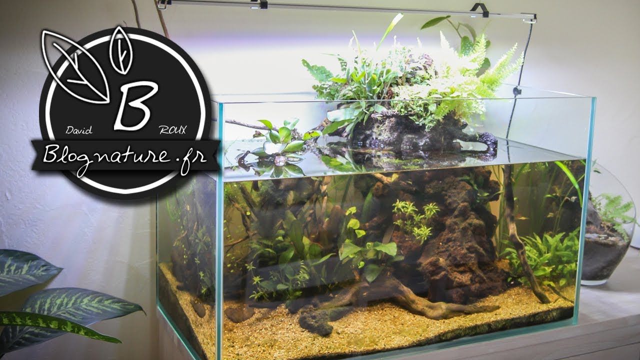 Un aquarium 