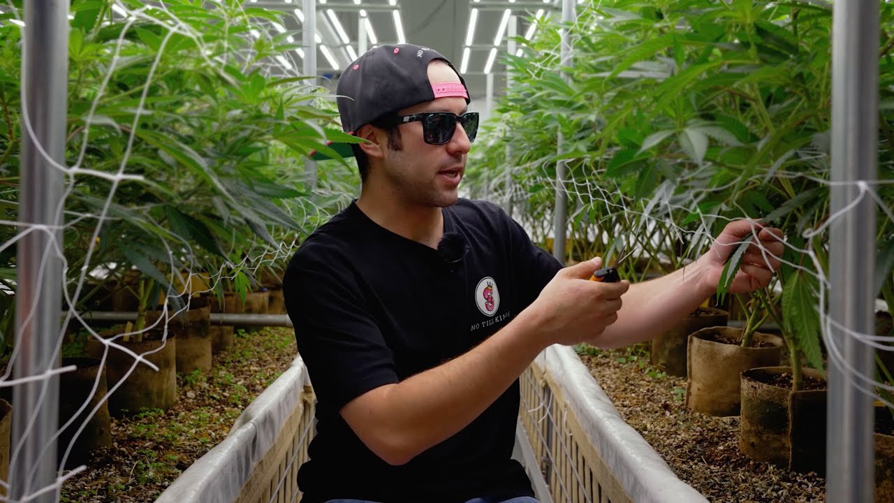 Deleafing and Canopy Management!