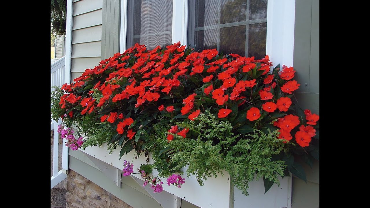 Sunpatiens - sunčev ljubimac