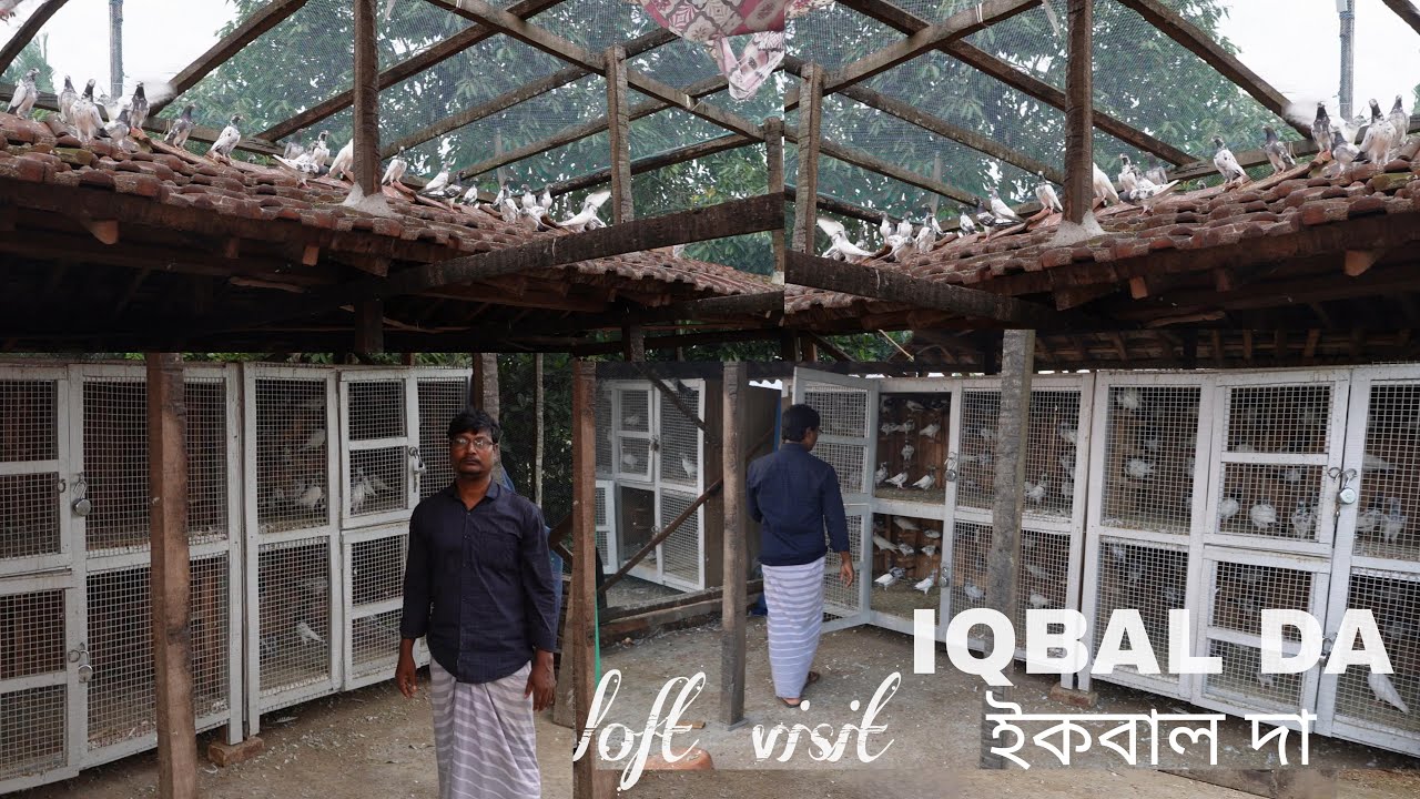 IQBAL DA TOP QUALITY  PIGEON LOFT VISIT AT SANGRAMPUR  -  9903025521