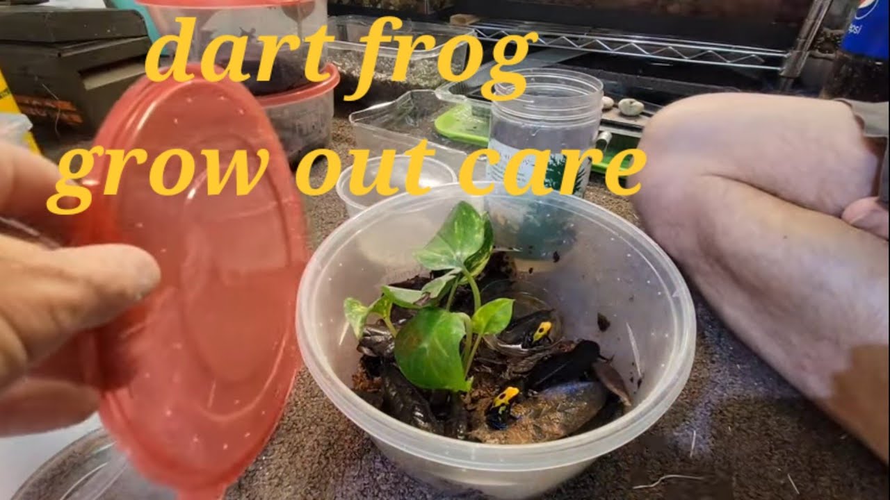 dart frog grow out care