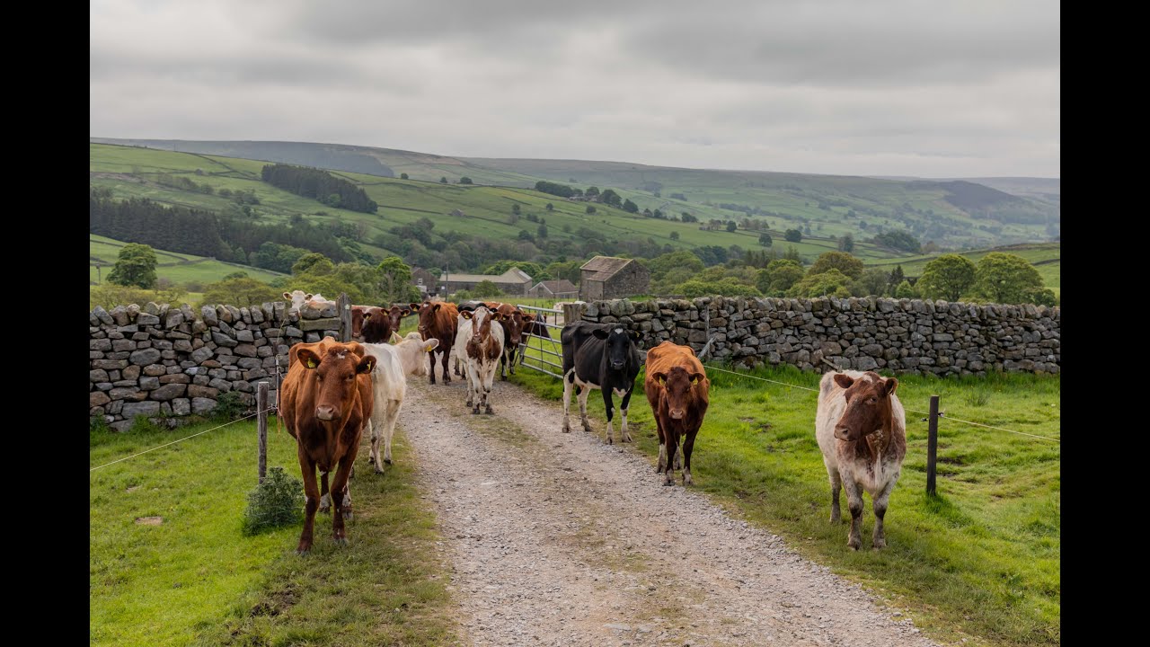 Wensleydale: Past, Present & Future