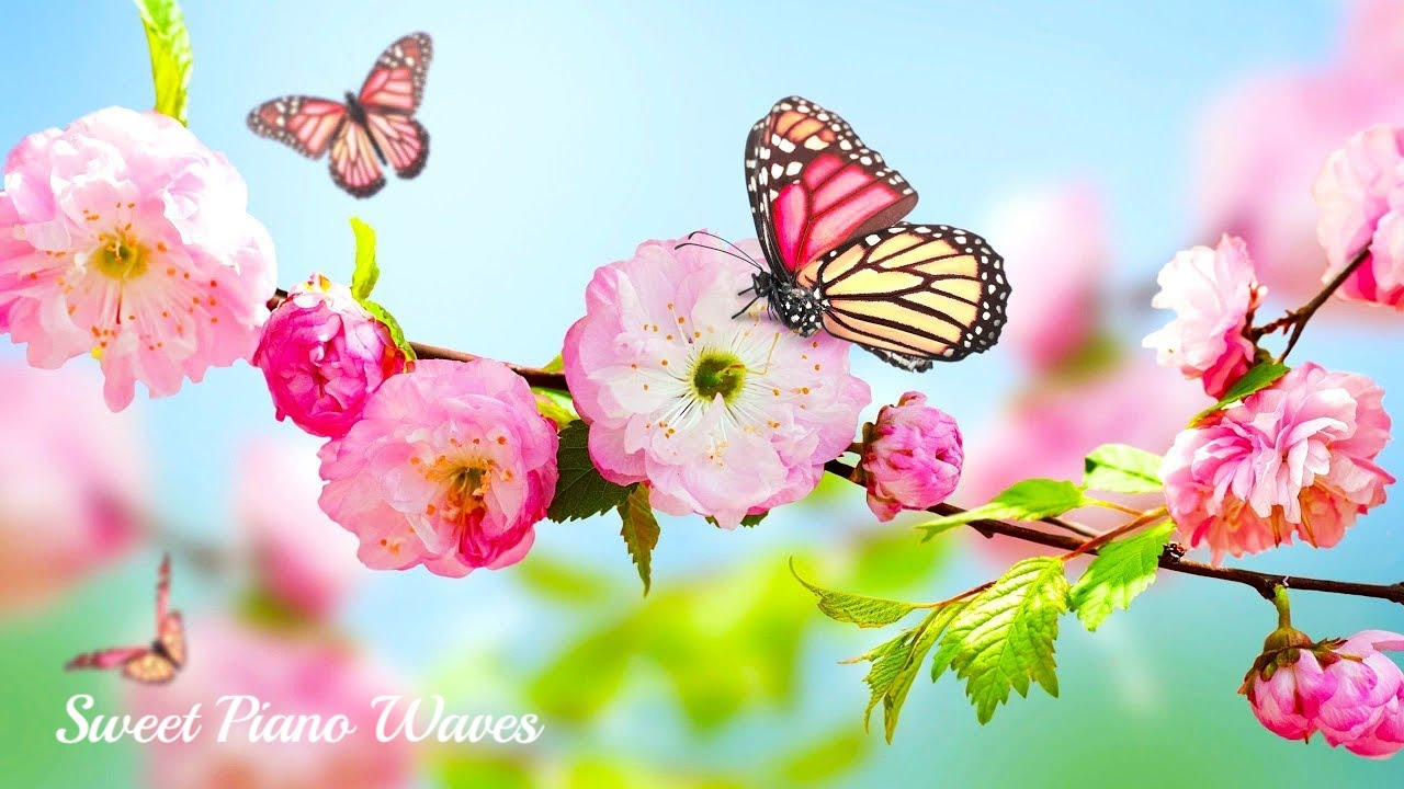 Beautiful Piano Music for Stress Relief, Background Music for Study and Ambiance
