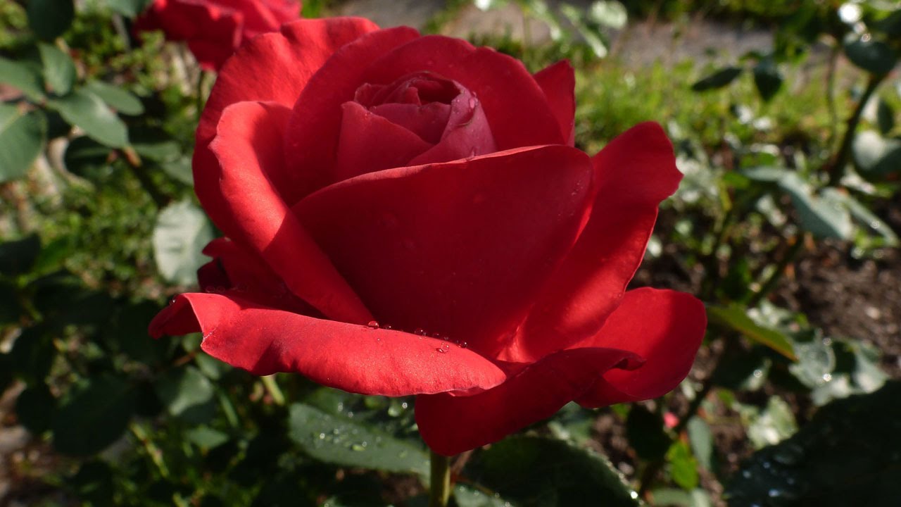 Rosen –The Rose