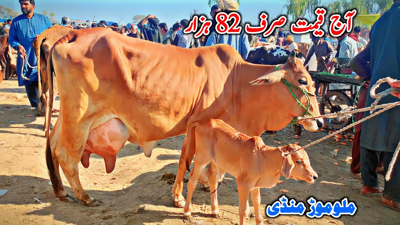 Malumor Maweshi Mandi Jhang | Local Desi Sahiwal Cows Price In Mandi
