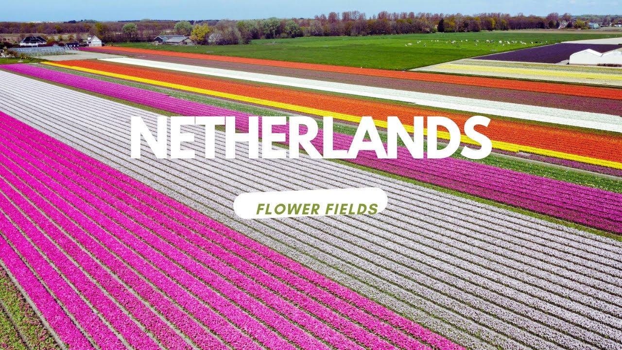Netherlands / Nederland Flower fields/ bloemenvelden 4K  #netherlands #nederlands #flowers #drone