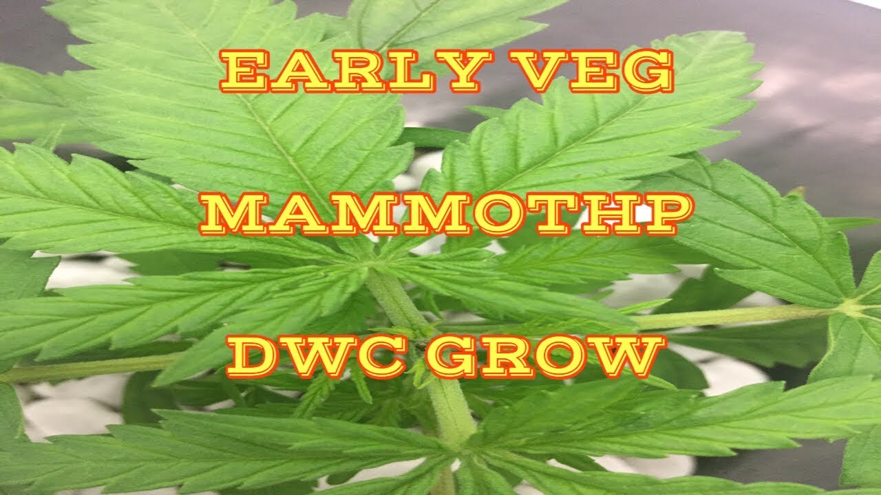 DAY 21 DWC GROW - MammothP - Mycorrhizae - Early Veg