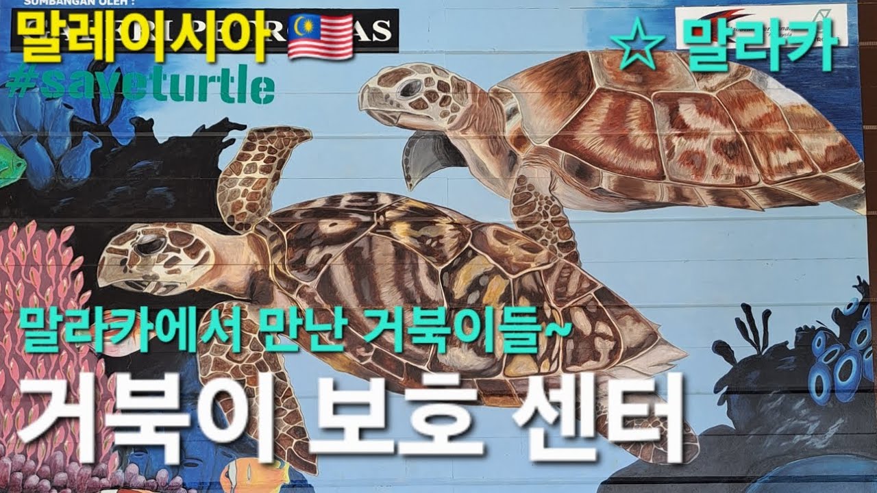 말라카 거북이 보호센터, 아이와 함께한 하루