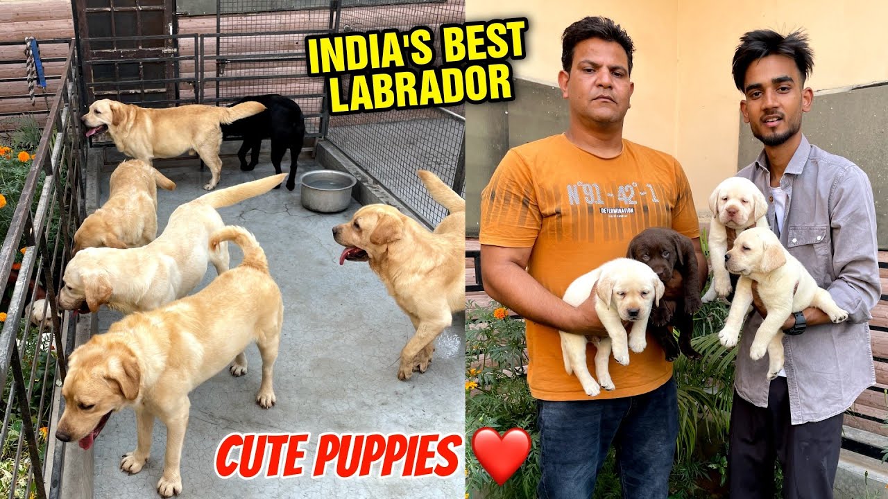 India's Best Labrador Kennel | Cute Labrador puppy | Labrador Kennel in india