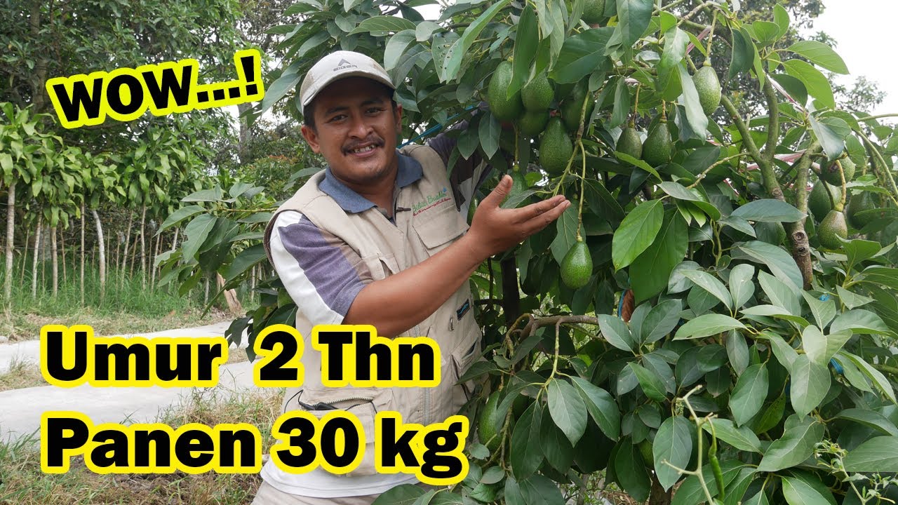 Pohon Alpukat Pendek Berbuah Lebat | Usia 2 tahun panen 30 kg | Alpukat Kahyangan