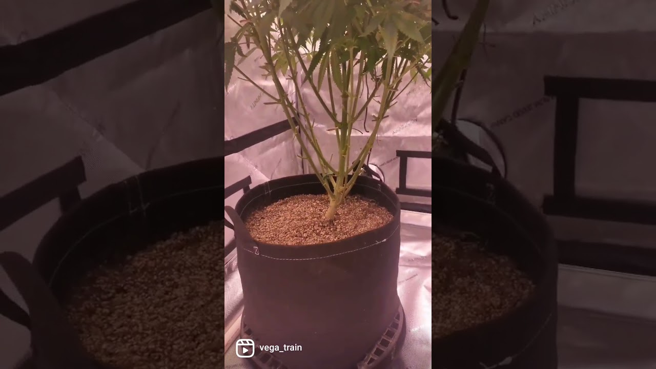 compound genetics Grape stank
