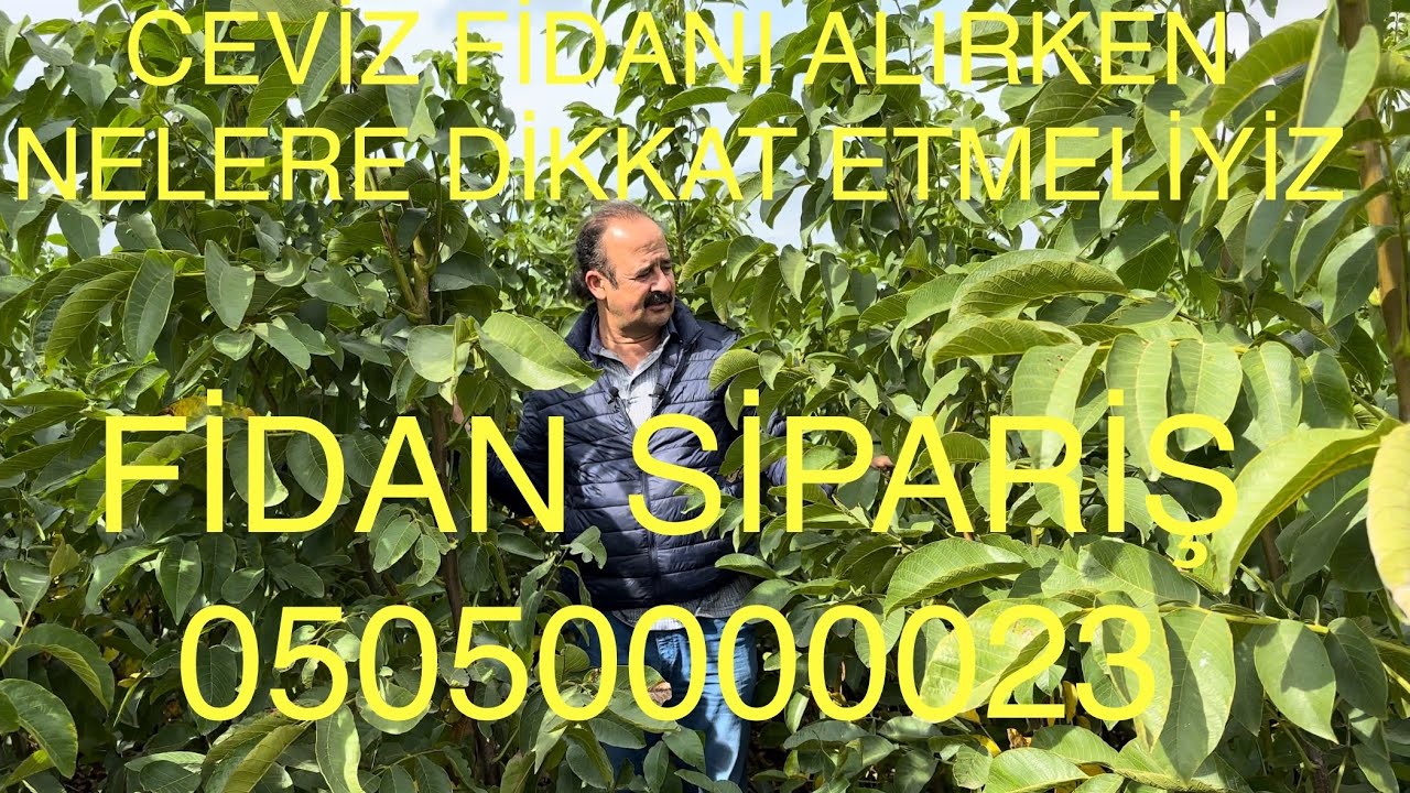CEVİZ FIDANI ALIRKEN NELERE DİKKAT ETMELİYİZ.Sertifikalı fidan siparişi 05050000023 Ceviz Adam Ahmet