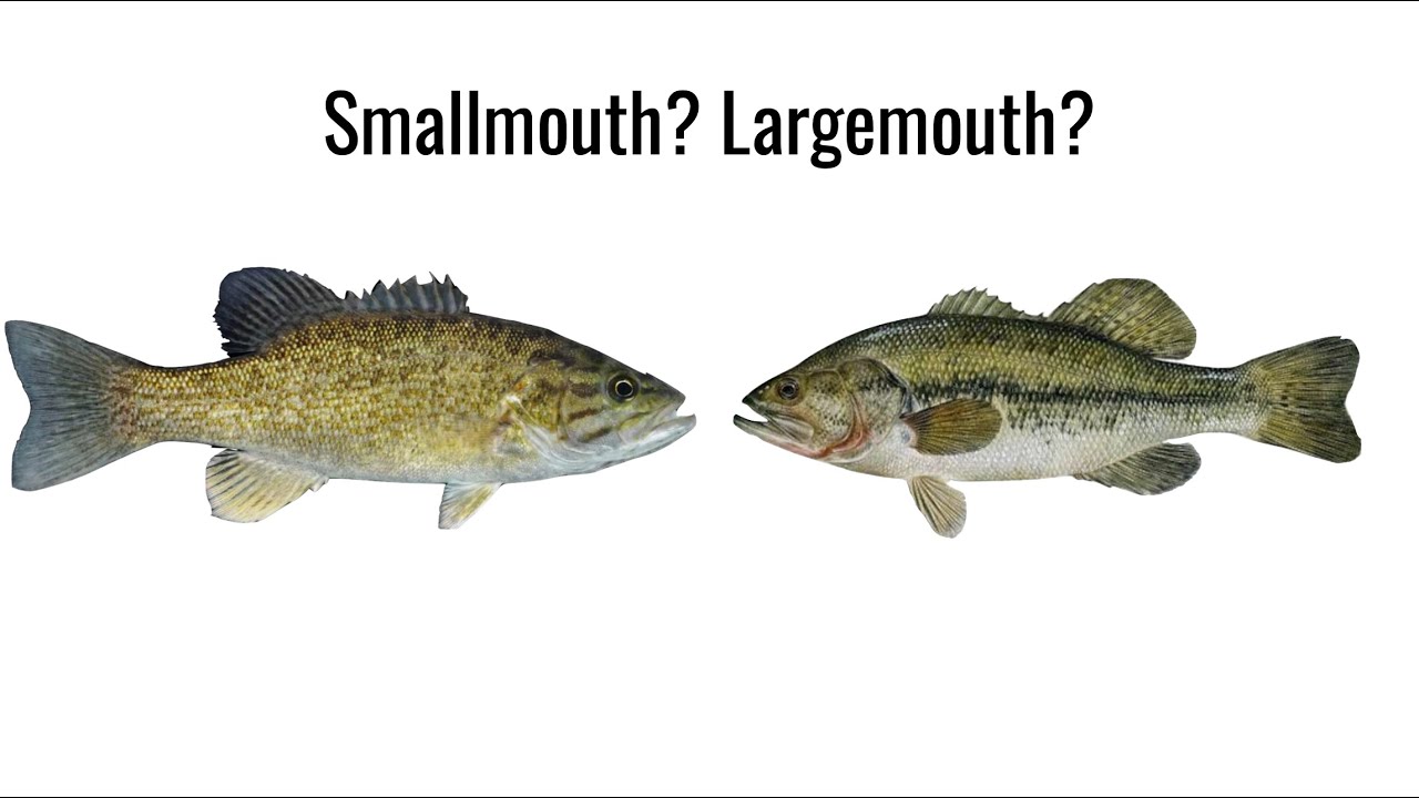 Smallmouth vs Largemouth Bass Comparison Video | Hook On