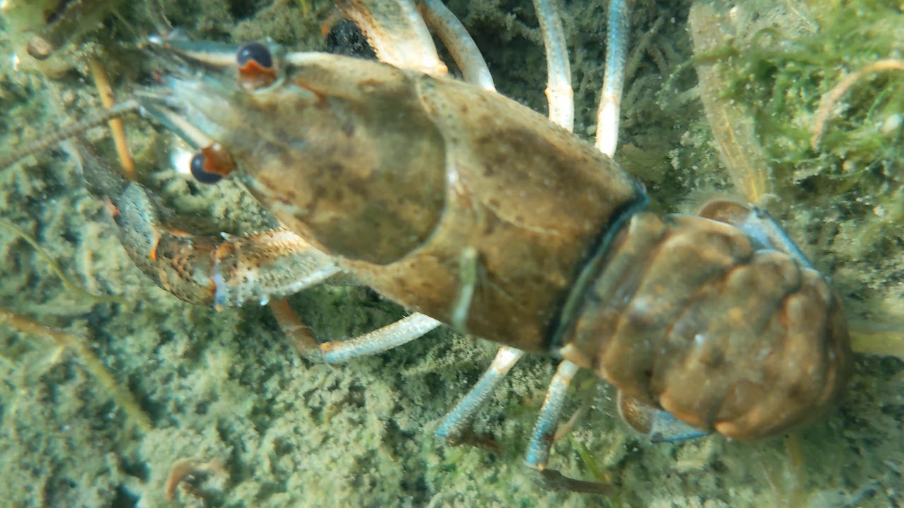 Nachzucht einheimischer Edelkrebse (Astacus astacus) im Natur-Schwimm-Teich unseres Hortus rusticus