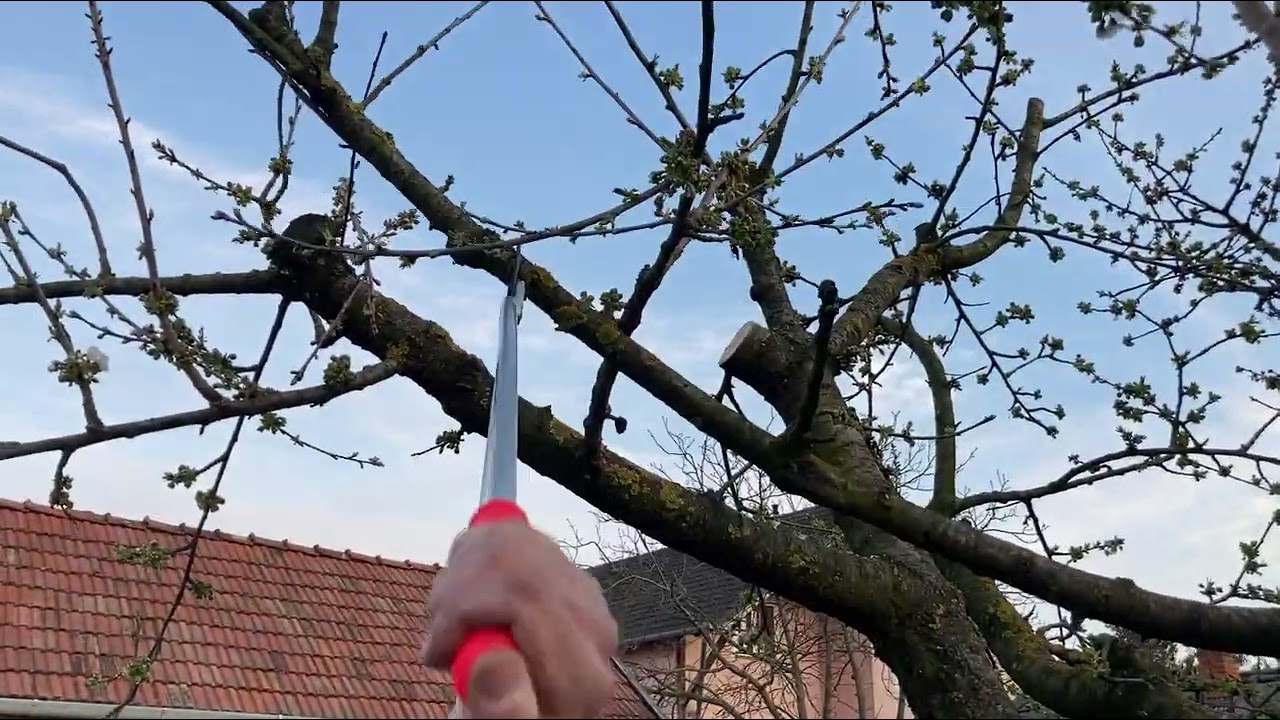 Cseresznye idős 2022 macius