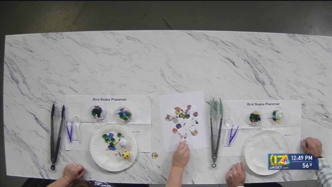 Elaina's Experiments: Bird beak activity