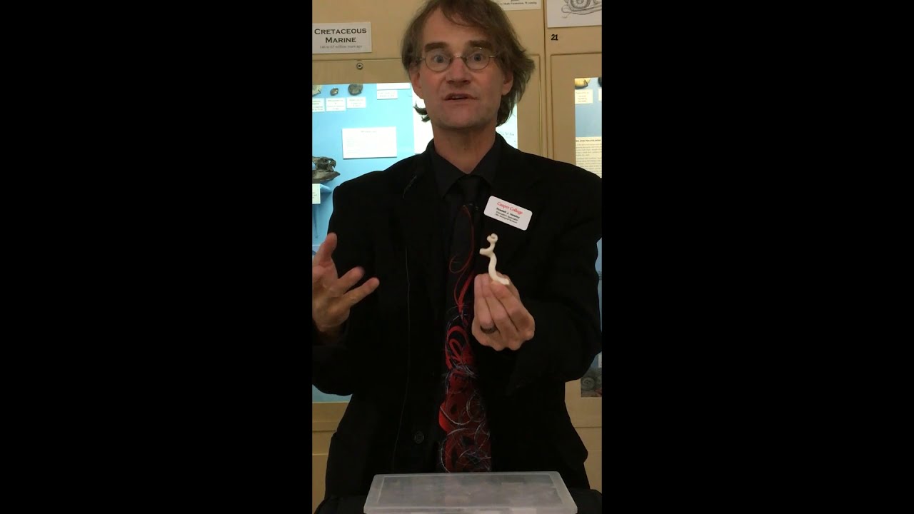 Tate Talk- How do Seashells Grow- part 2