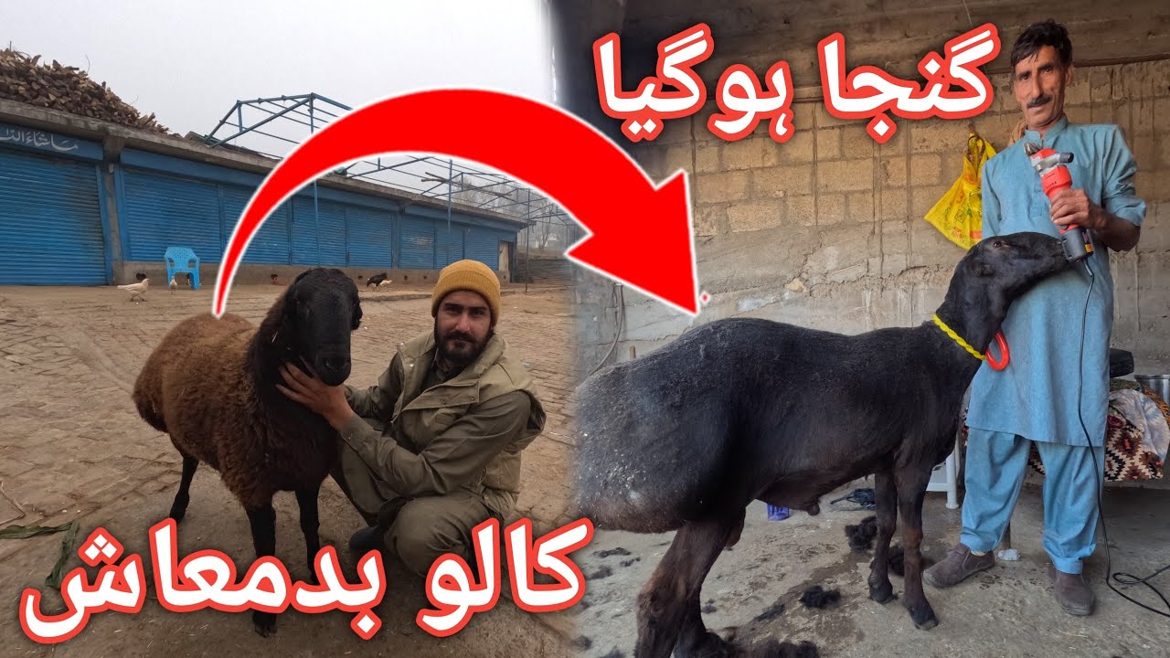 Aj hum ne kalo badmash ki unn kat di || kashmir main gaon ki zindgi #villagelife 