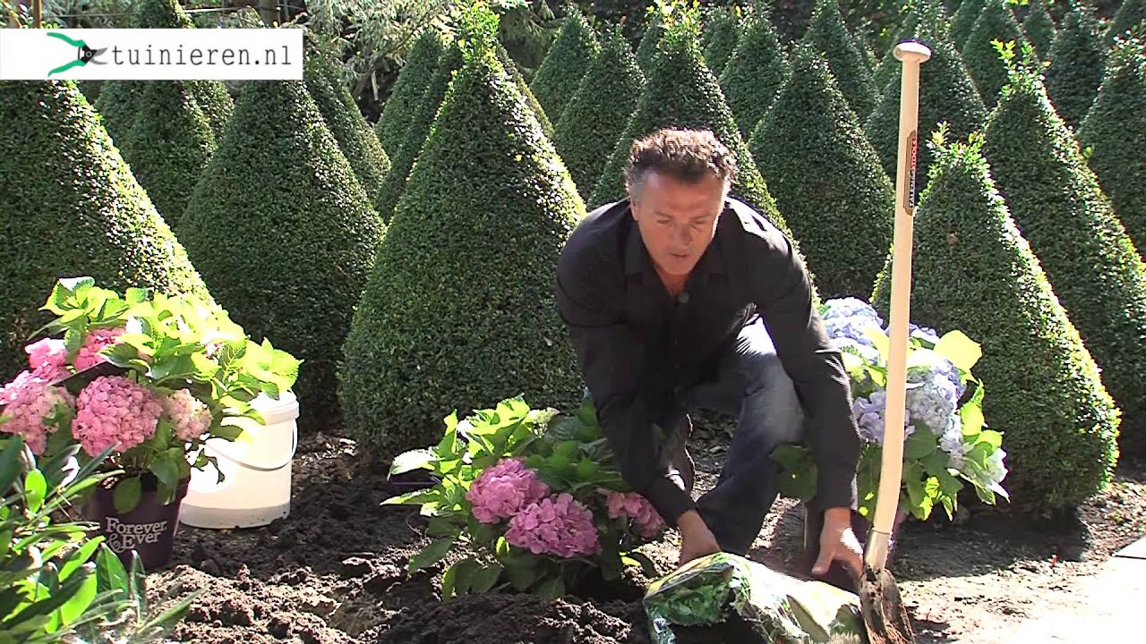 Hoe kan ik een hortensia planten? - Tuinieren.nl